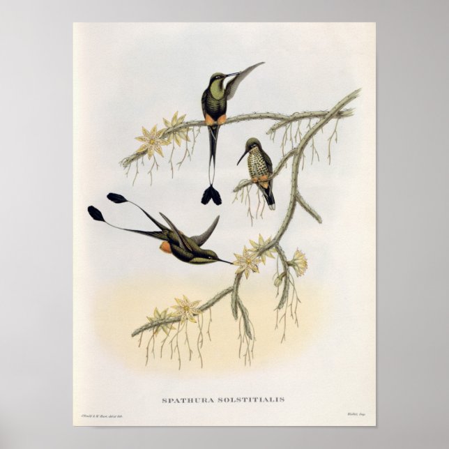 Spathura Solstitialis Poster (Front)