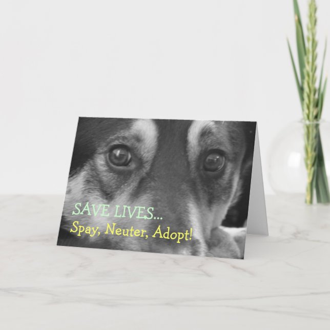 Spay Neuter Adopt Pet Dog Rescue Foster Card (Front)