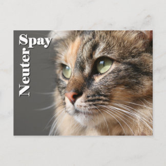 Spay / Neuter Postcard