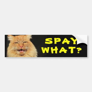 Spay What? Funny Cat Meme Bumper Sticker