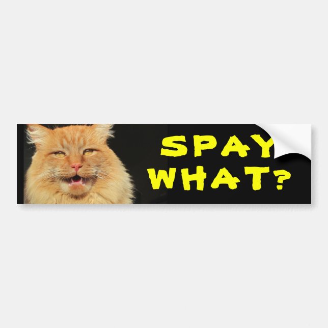 Spay What? Funny Cat Meme Bumper Sticker (Front)