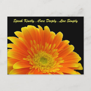 Speak Kindly Gerbera Carte Postale