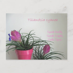 Speak Kindly Pink Quill Postcard