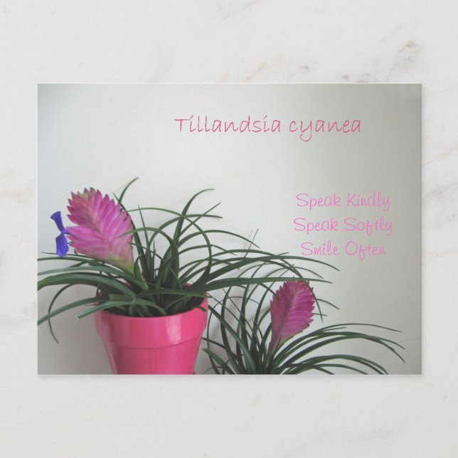 Speak Kindly Pink Quill Postcard (Front)