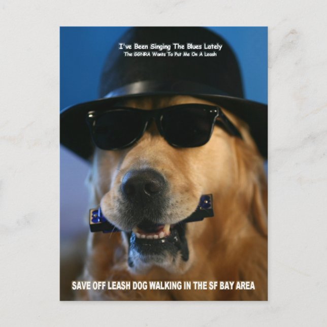 Speak Out For Off-Leash Dog Walking Senator Boxer Postcard (Front)