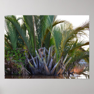 Speaker caught in Nipa Palm in the Klias Peninsula Poster