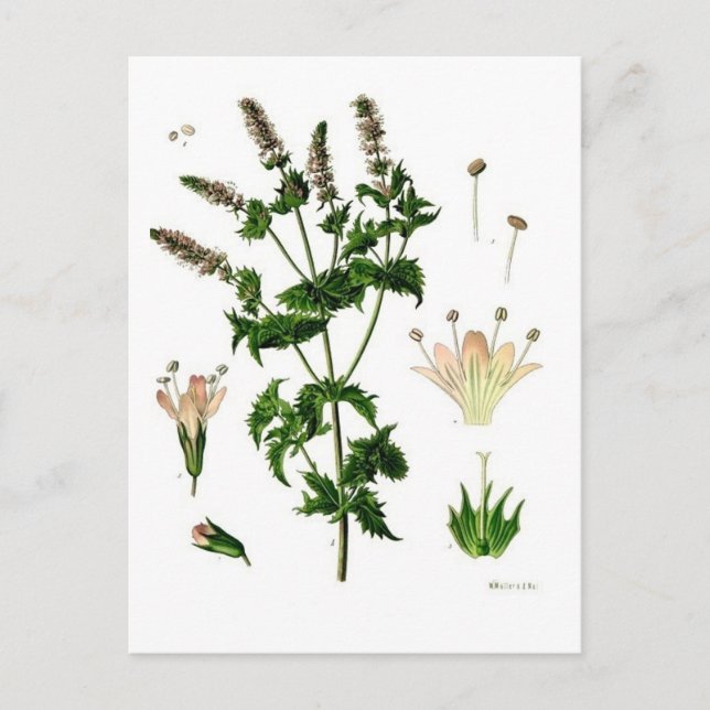 Spearmint Botanical Drawing Postcard (Front)