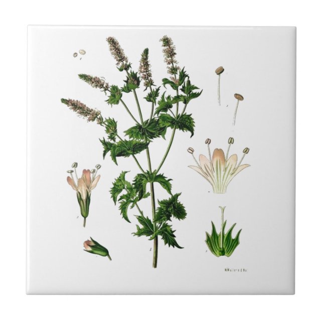 Spearmint Botanical Drawing Tile (Front)