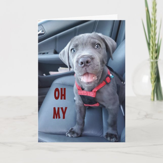 SPECIAL 60th BIRTHDAY WISHES FROM A SPECIAL PUPPY Card (Front)