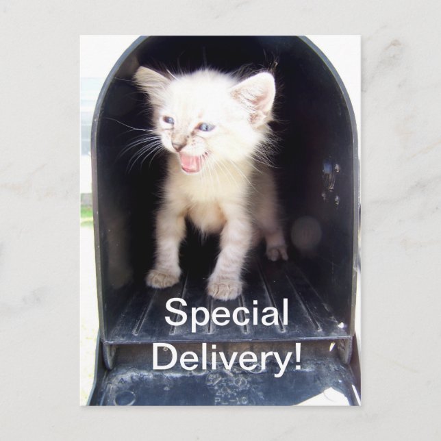 Special deliver kitty postcard (Front)