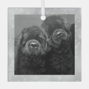 Special Order Two Newfs Glass Ornament