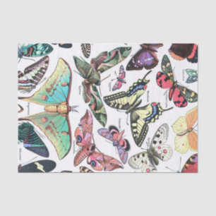 Species of Butterflys Moth Chart Decoupage Tissue Paper