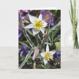 Species tulip Mother's Day card