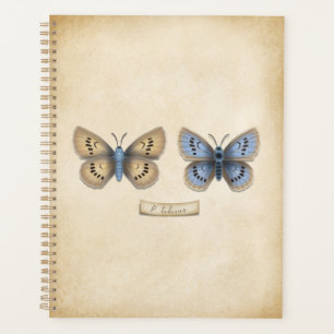 Spécimen de papillon bleu grand format de style vi