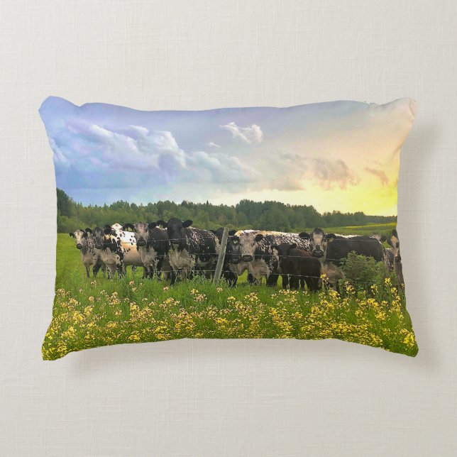 Speckle Park Cattle Under Rain Shower, Sunset Sky Accent Pillow (Front)