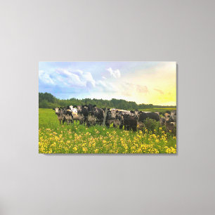 Speckle Park Cattle Under Rain Shower, Sunset Sky Canvas Print