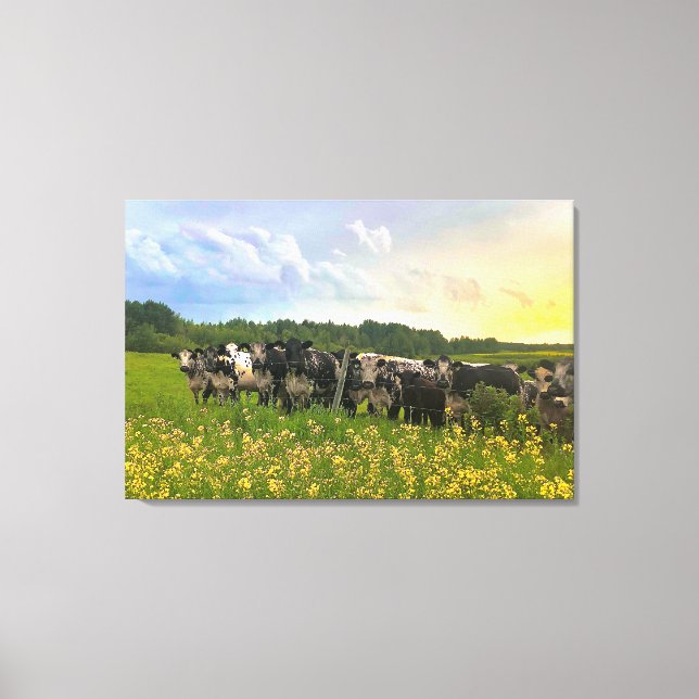 Speckle Park Cattle Under Rain Shower, Sunset Sky Canvas Print (Front)