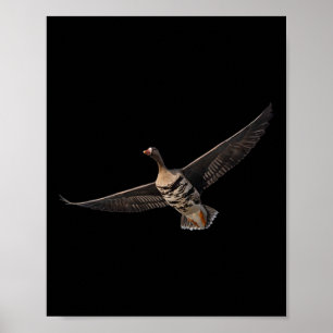 Specklebelly Goose Shirt White Fronted Goose Byr B Poster