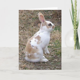 Speckled Bunny Rabbit greeting card