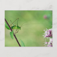 Speckled Bush-Cricket (Leptophyes punctatissima)