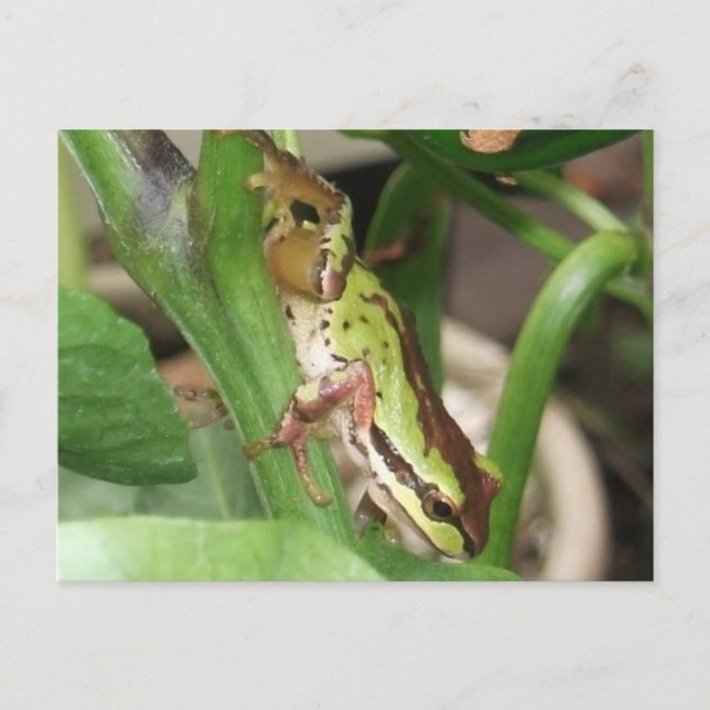 Speckled Frog in the Pepper Plant Postcard (Front)