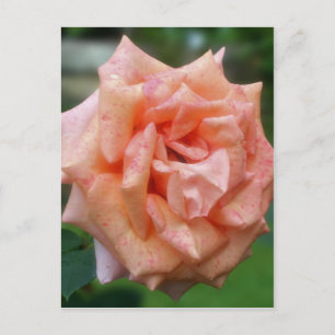 Speckled Peach Rose In Bloom Flower Postcard