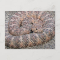 Speckled Rattlesnake