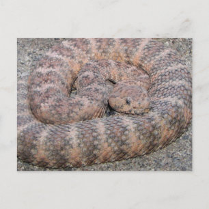 Speckled Rattlesnake Postcard