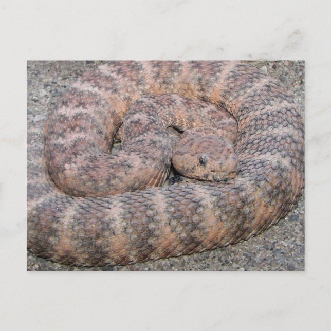 Speckled Rattlesnake Postcard (Front)