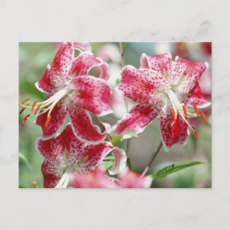 Speckled & Red ! Carte postale