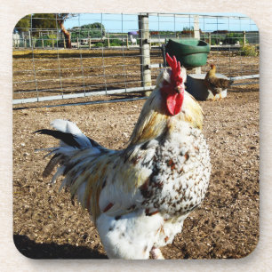 Speckled Rooster On Farm, Coasters