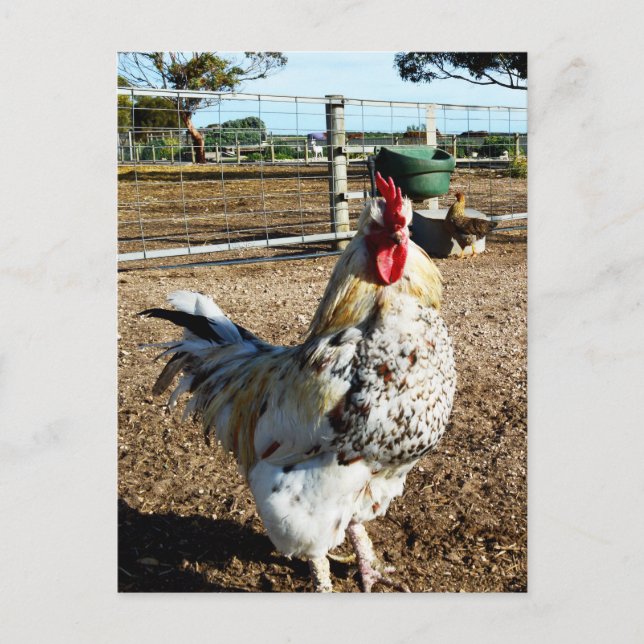 Speckled Rooster On Farm, Postcard (Front)