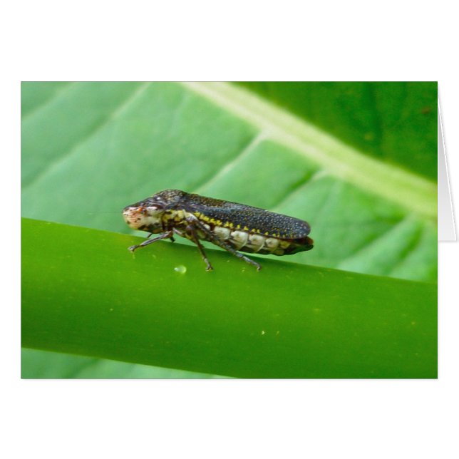 Speckled Sharpshooter Leaf Hopper Items (Front Horizontal)