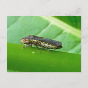 Speckled Sharpshooter Leaf Hopper Items Postcard