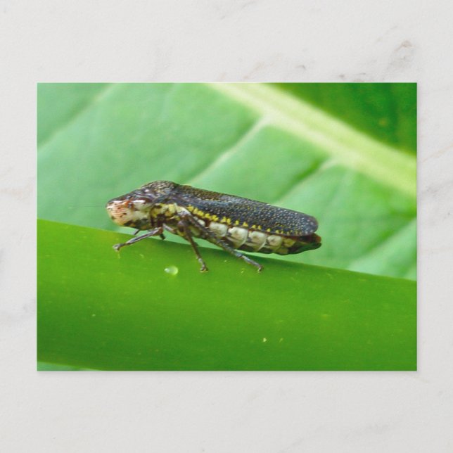 Speckled Sharpshooter Leaf Hopper Items Postcard (Front)