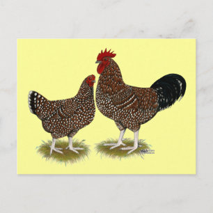 Speckled Sussex Chickens Postcard