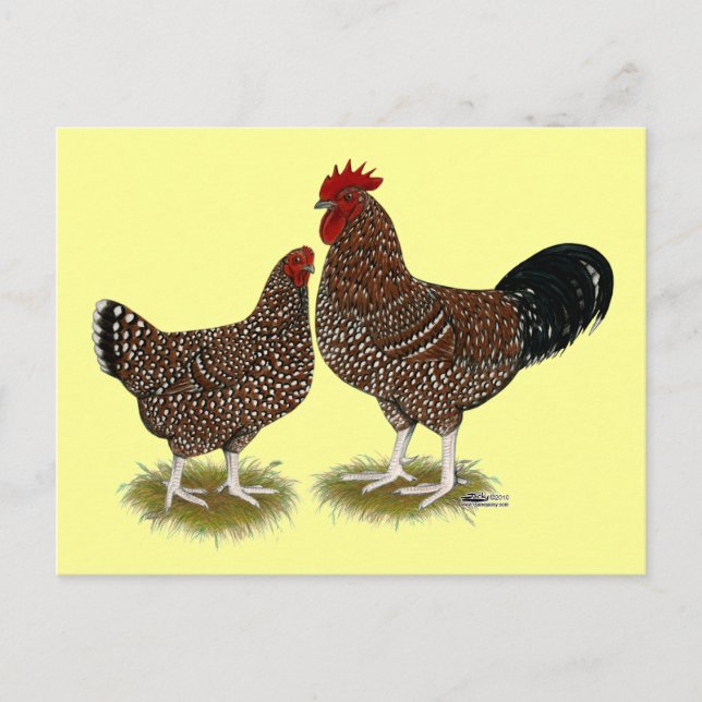 Speckled Sussex Chickens Postcard (Front)