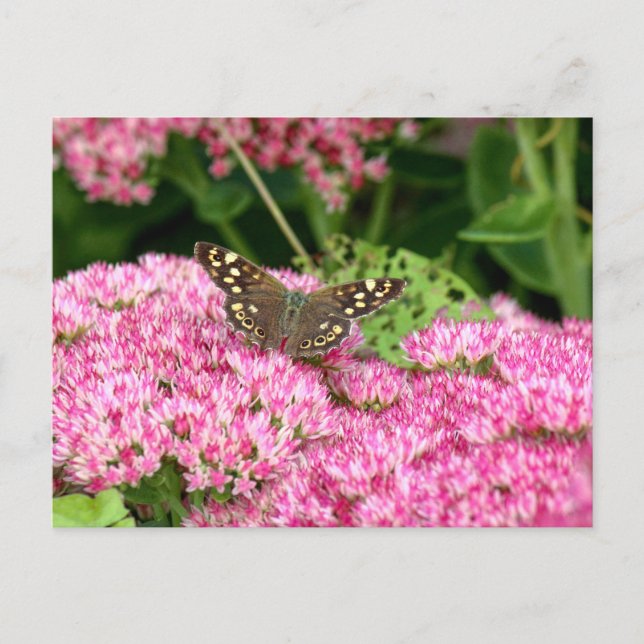 Speckled Wood - Butterfly on Sedum Postcard (Front)