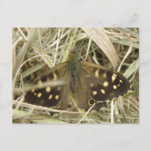 Speckled Wood Butterfly Postcard