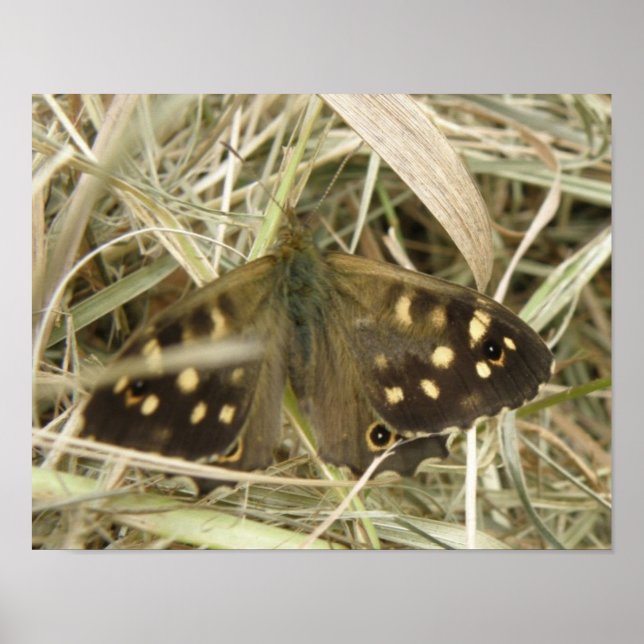 Speckled Wood Butterfly Print (Front)