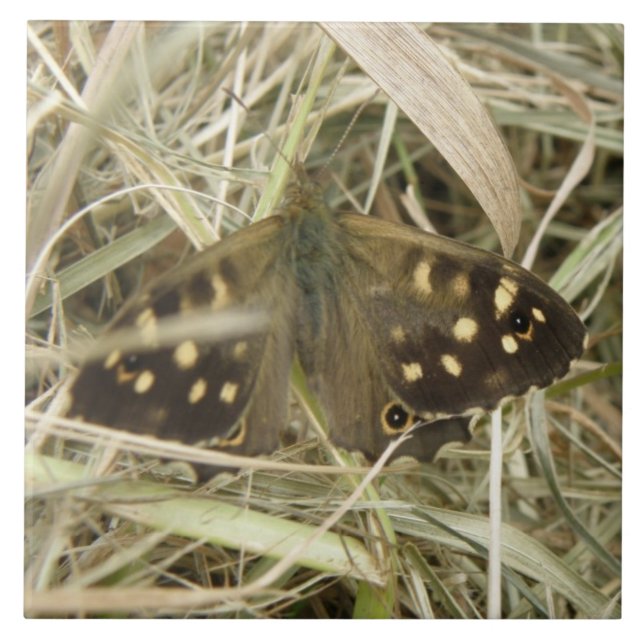 Speckled Wood Butterfly Tile (Front)