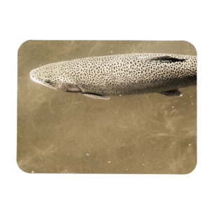 Speckles Magnet
