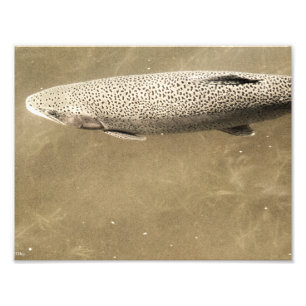 Speckles Photo Print