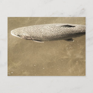 Speckles Postcard