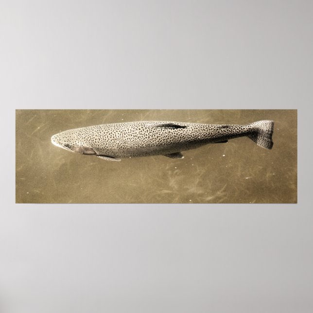 Speckles Poster (Front)