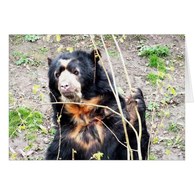 Spectacled bear animal card (Front Horizontal)