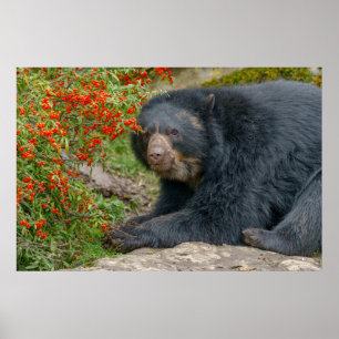 Spectacled Bear Lounging by Red Berries Poster
