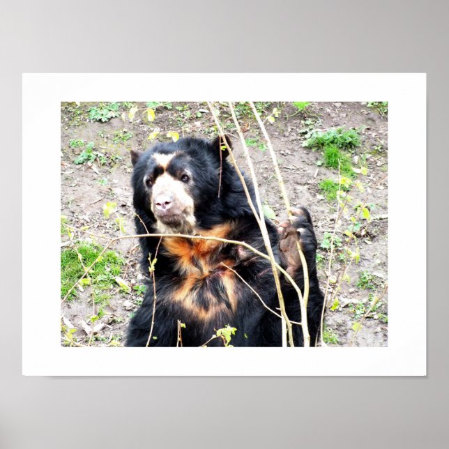 Spectacled bear poster (Front)