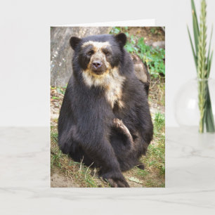 Spectacled Bear Scratchings Card