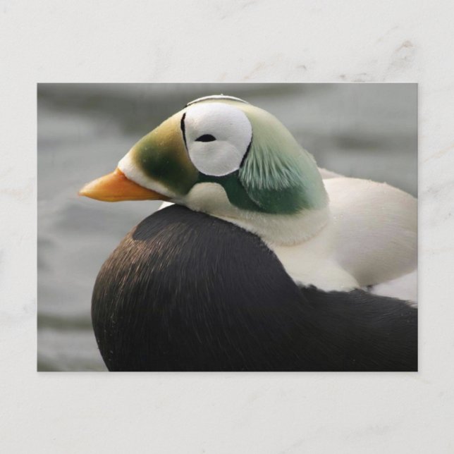 Spectacled Eider Postcard (Front)